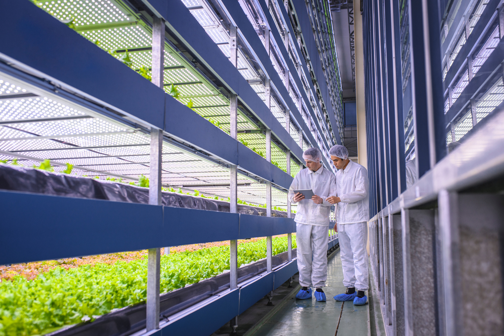 Agri-tech Specialists Examining Stacks of Indoor Crops